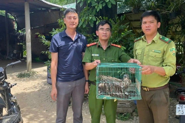 Cơ quan chức năng thả 3 con diều hâu hoang dã về môi trường tự nhiên