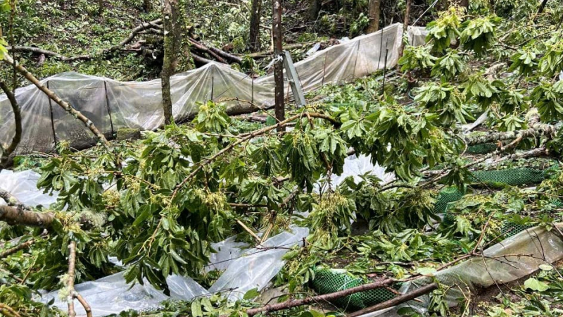 Quảng Ngãi: Mưa bão làm hư hại gần 26.500 gốc sâm Ngọc Linh