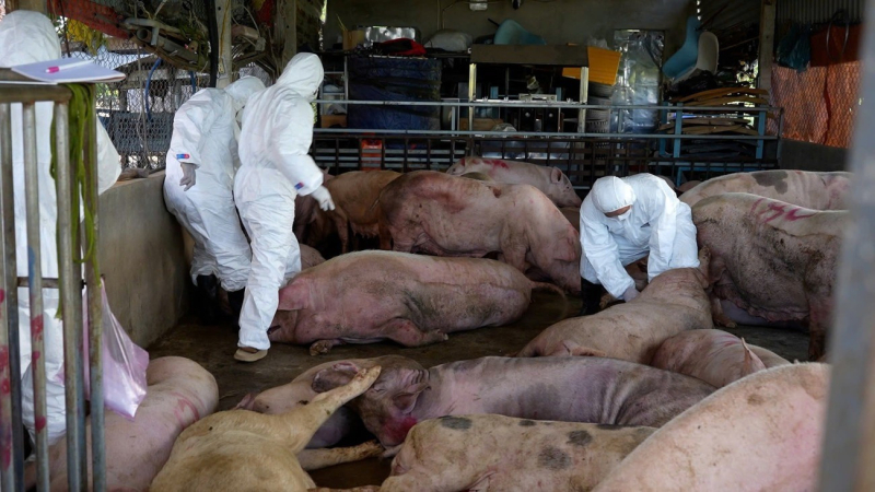 70 ổ dịch, 100.000 con heo bị tiêu hủy, Bộ Nông nghiệp và Môi trường chỉ đạo khẩn