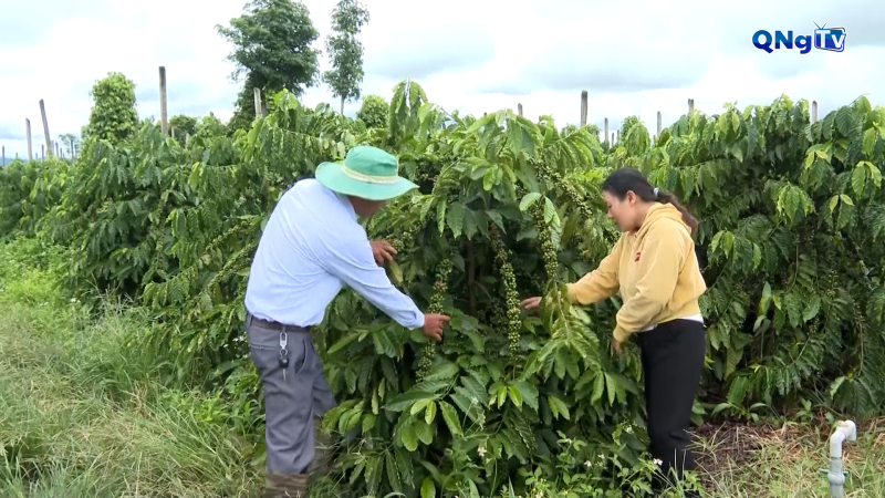 Hợp tác xã phát triển sản phẩm OCOP