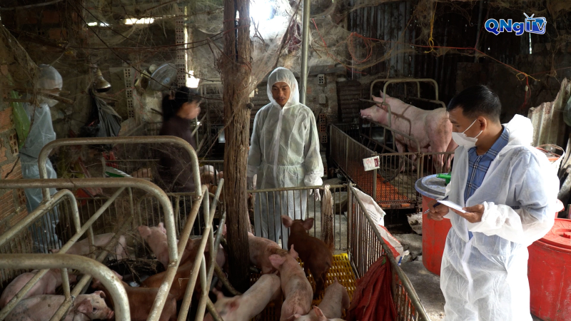 Tiêu hủy gần 3,5 tấn heo bị bệnh dịch tả châu Phi