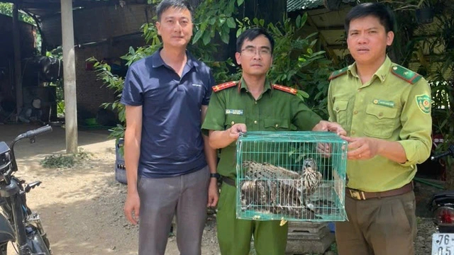 Cơ quan chức năng tỉnh Quảng Ngãi thả 3 con diều hâu thuộc loài nguy cấp quý hiếm về môi trường tự nhiên.