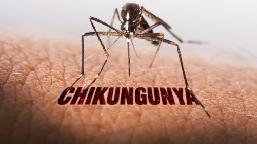 Chủ động ứng phó, ngăn chặn dịch Chikungunya 