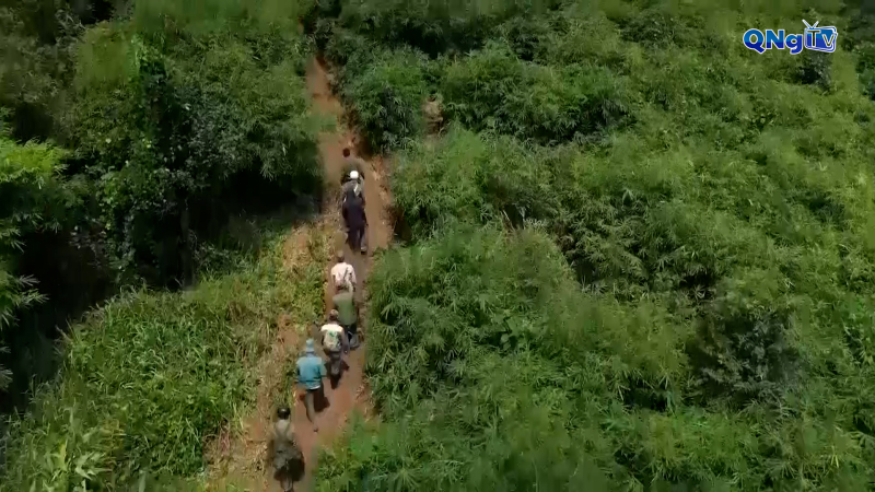 Rừng xanh tương lai