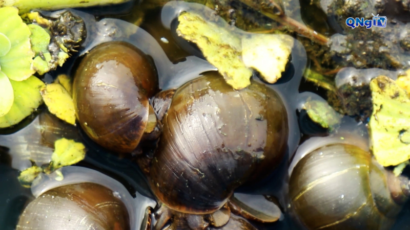 Hợp tác xã nông nghiệp kiểu mới – kết nối sức mạnh nông dân thời 4.0  