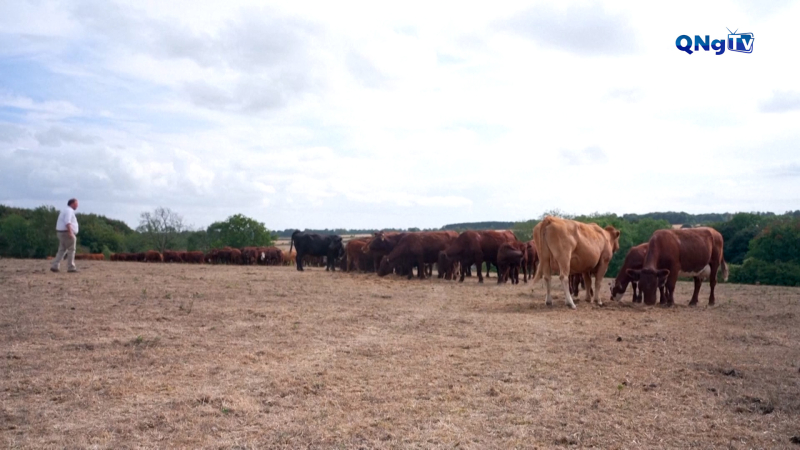 Hạn hán đe dọa ngành chăn nuôi bò ở Anh