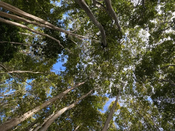 Vùng lõi Vườn Quốc gia Chư Mom Ray có nhiều gỗ quý