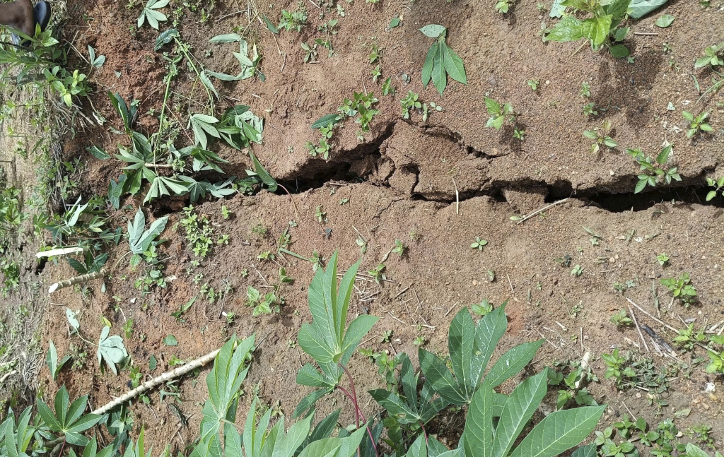 Vết nứt dài hơn 200 m, xuất hiện trên đồi trồng mì của người dân. Ảnh 