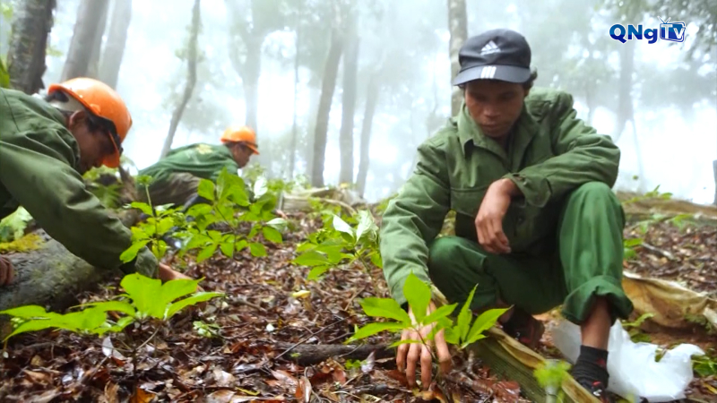 Quảng Ngãi đã phát triển gần 9.800 ha dược liệu