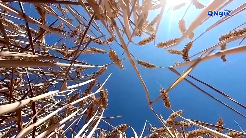 EU thúc đẩy đơn giản hóa Chính sách Nông Nghiệp Chung