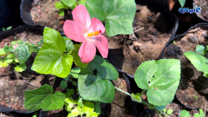 Ứng dụng công nghệ sinh học để phục hồi giống Nghĩa Sâm tại xã Đông Sơn, tỉnh Quảng Ngãi