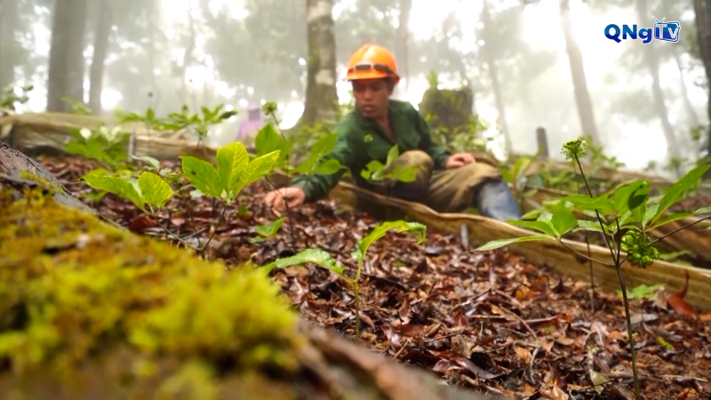 Dấu ấn phát triển nông nghiệp, xây dựng nông thôn ở Quảng Ngãi