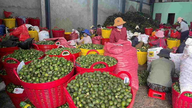 Gi&aacute; cau hạ nhiệt, n&ocirc;ng d&acirc;n Quảng Ng&atilde;i vẫn thu lợi nhuận kh&aacute;