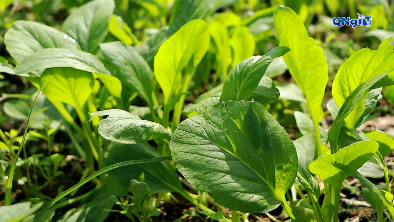 Nâng cao thu nhập từ vườn rau an toàn 