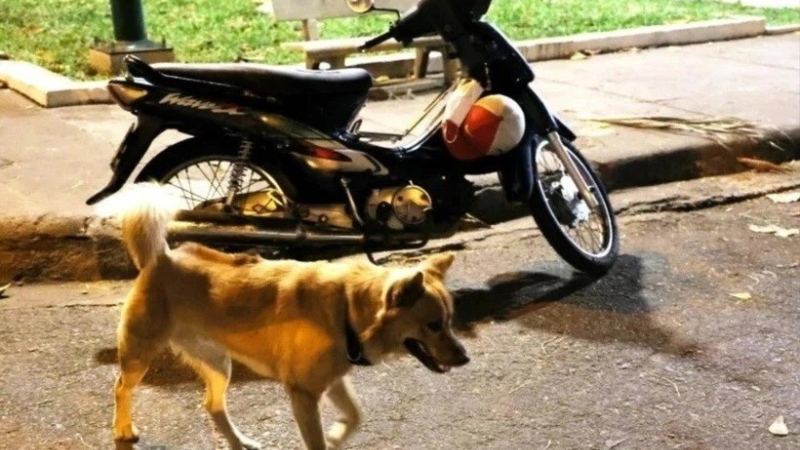 Bệnh dại gia tăng đáng báo động ở Đồng Nai