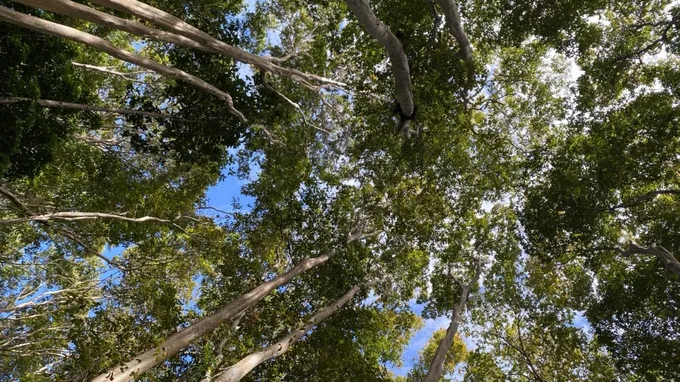 Xây dựng hồ sơ khu dự trữ sinh quyển thế giới Cao nguyên Kon Tum