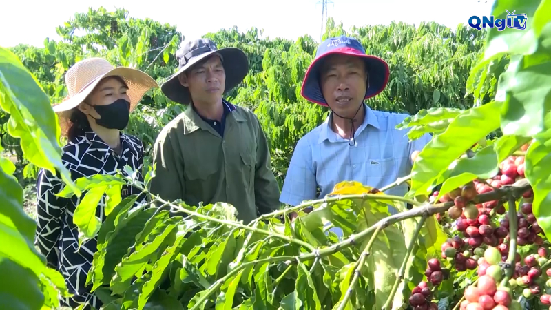 Tăng giá trị nông sản nhờ liên kết chuỗi  