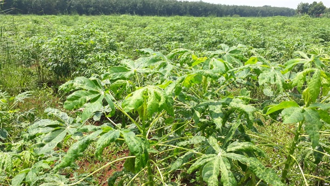 Hơn 7.100 ha mì bị bệnh khảm lá