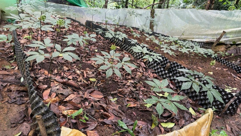 Quảng Ngãi hướng tới vùng trọng điểm dược liệu quốc gia