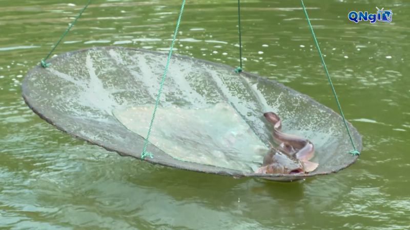 Hiệu quả từ các mô hình kinh tế tập thể của nông dân