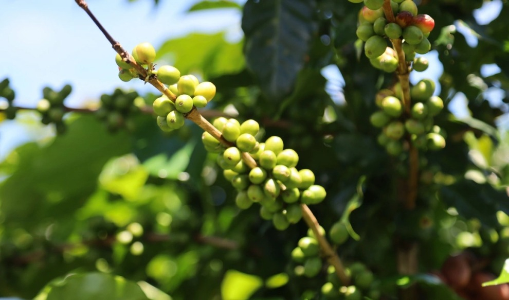 Các chùm trái cà phê.