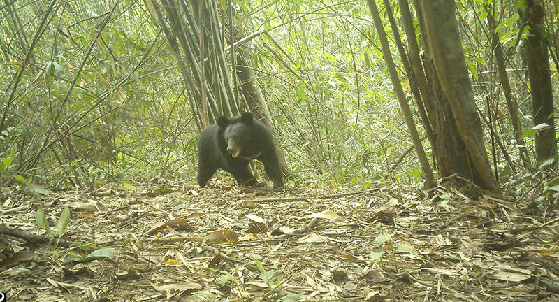 Gấu ngựa quý hiếm được bẫy ảnh ghi lại trong rừng Vườn Quốc gia Chư Mom Ray.