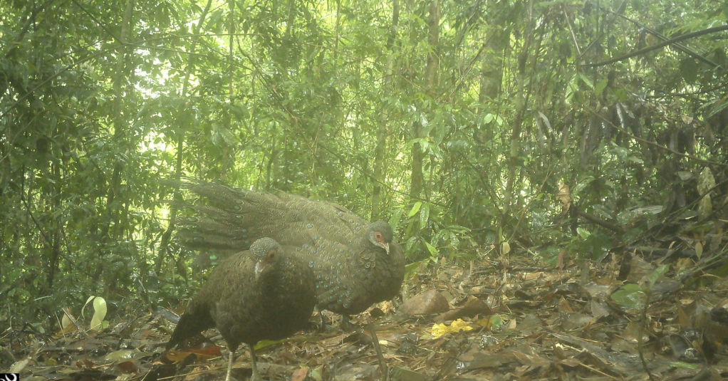 Cặp gà tiền mặt đỏ, loài động vật rừng thuộc nhóm IB – xuất hiện trong khu vực rừng nguyên sinh Chư Mom Ray.