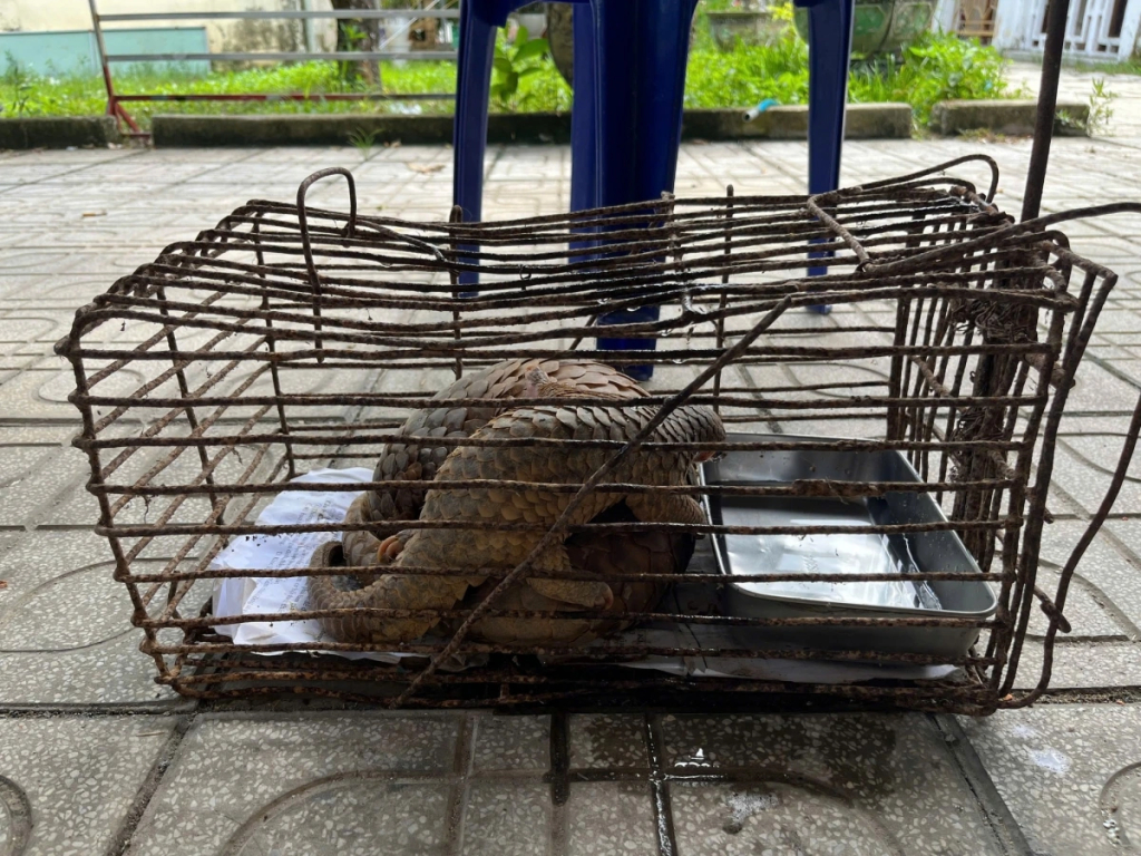 2 cá thể tê tê (Ảnh: Công an Quảng Ngãi)