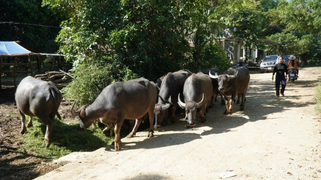 Người dân miền núi Quảng Ngãi chăn thả trâu.