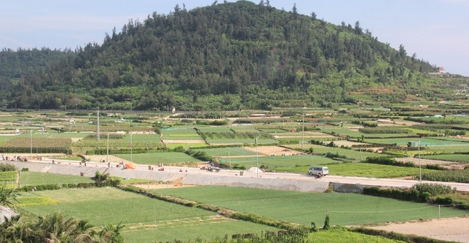 Lý Sơn có khoảng 300ha đất trồng hành tỏi - Ảnh: TRẦN MAI