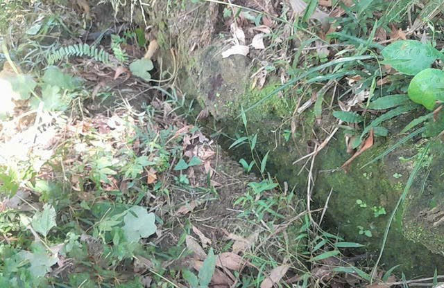 Vết nứt trên núi Gò Oát có chiều hướng mở rộng, nguy cơ sạt lở núi rất cao.