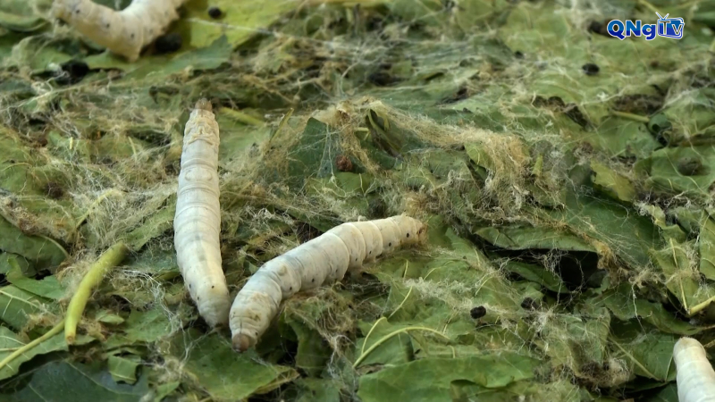 Nuôi tằm ươm tơ – cơ hội kinh tế từ nghề truyền thống 