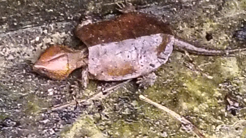 Thả cá thể rùa đầu to quý hiếm về lại tự nhiên