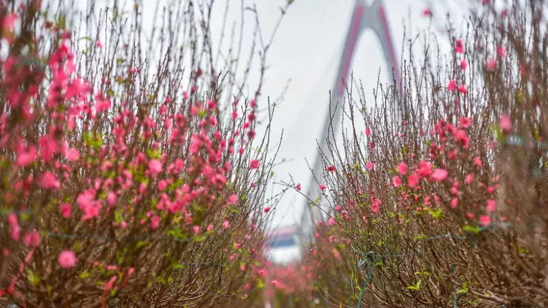 Đề xuất cán bộ, công chức, viên chức nghỉ 9 ngày dịp Tết Âm lịch 2026