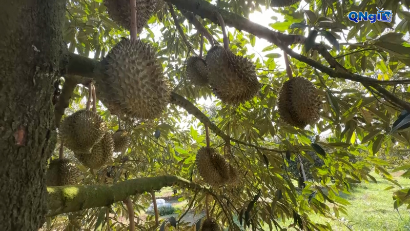 Mùa vàng sầu riêng trên vùng đất Phước Giang