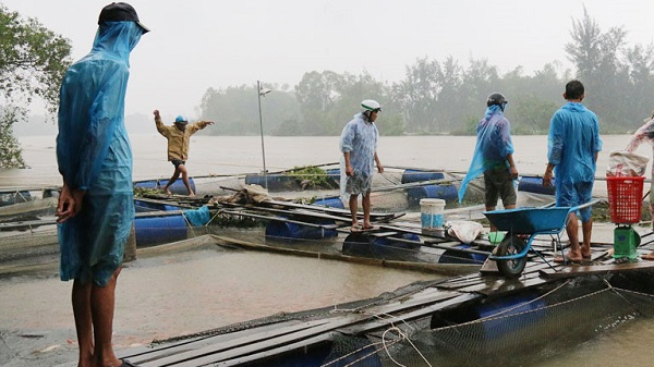 Nuôi nuôi thủy sản chủ động ứng phó với mưa bão