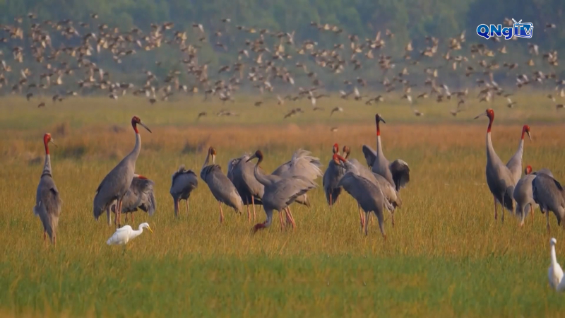Hồi sinh hệ sinh thái Vườn Quốc gia Tràm Chim