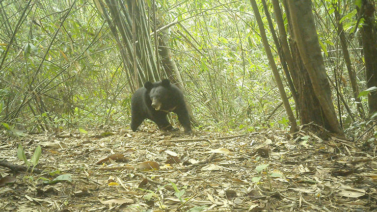 Phát hiện thêm hai loài động vật quý hiếm ở Vườn quốc gia Chư Mom Ray