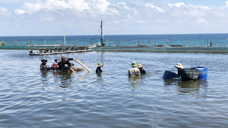 Nuôi trồng thuỷ sản hướng đến xuất khẩu