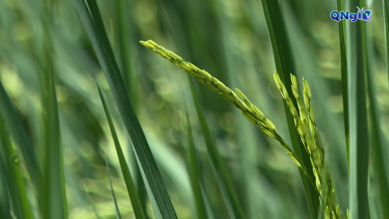 Gạo sạch Đoàn kết - Mô hình liên kết sản xuất hiệu quả ở xã Ia Chim