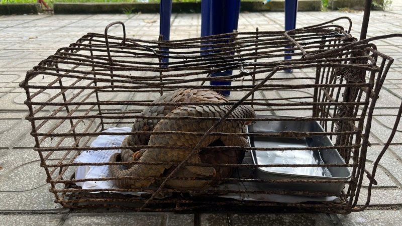 Người dân giao nộp 03 cá thể tê tê quý hiếm