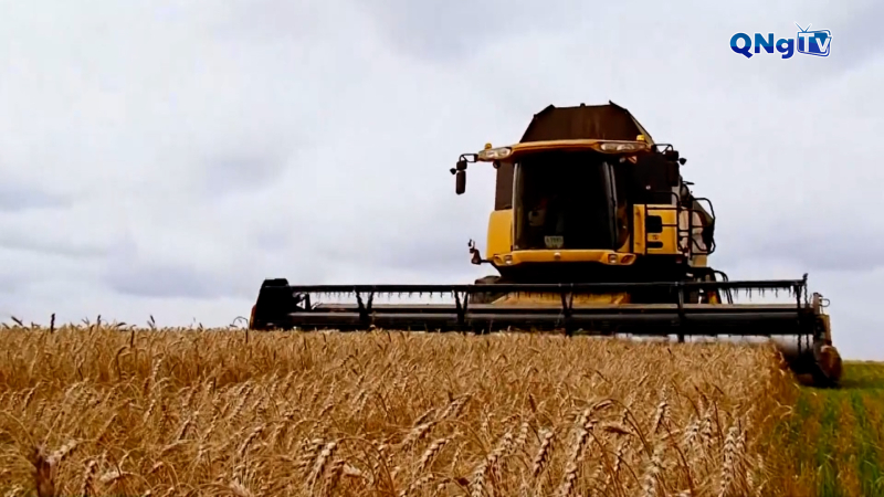 Ukraine nỗ lực phục hồi sản xuất ngũ cốc