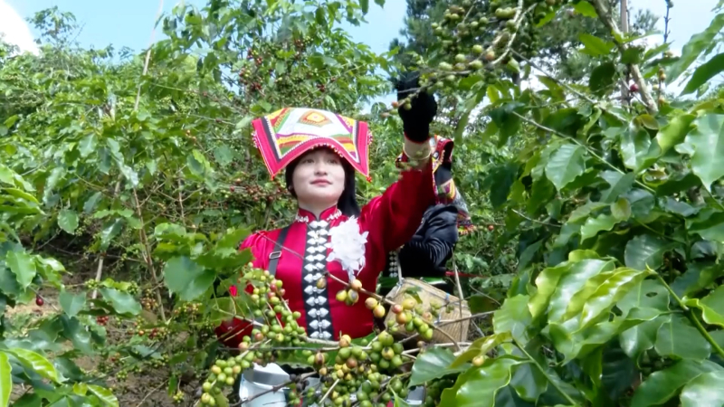 Ngày hội hái cà phê Arabica ở Muổi Nọi, Sơn La