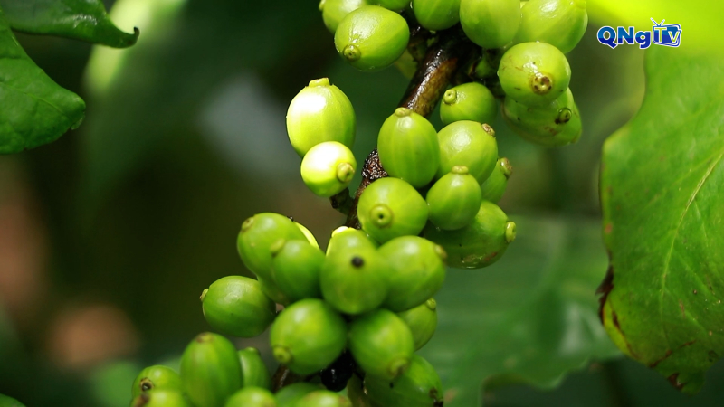 Nông nghiệp bền vững và giá trị tăng cao từ chuyển đổi xanh 