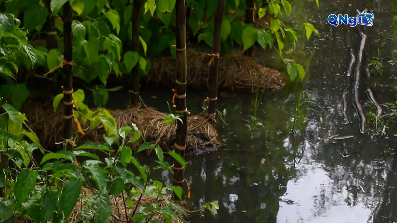 Cần Thơ: Triều cường tăng cao ảnh hưởng sản xuất nông nghiệp