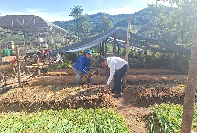 Vườn ươm cà phê để cung cấp cây giống cho dân