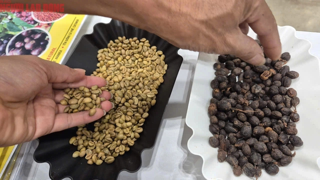 Giá cà phê hôm nay giảm mạnh