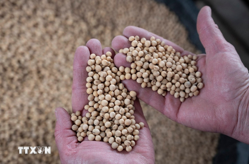 Nông dân thu hoạch đậu tương tại một trang trại ở Scribber, bang Nebraska, Mỹ. (Nguồn: AFP/TTXVN)