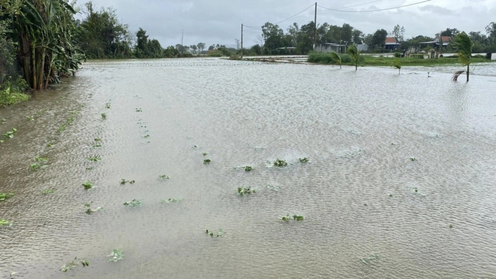 Mưa lũ lịch sử đã ảnh hưởng nghiêm trọng đến hoạt động nuôi trồng thủy sản trên địa bàn các tỉnh miền trung và Tây Nguyên.
