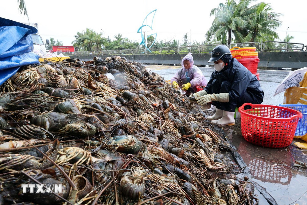Tôm hùm nuôi được khoảng 12 tháng đang trong giai đoạn chuẩn bị thu hoạch bị chết hàng loạt do nước lũ. (Ảnh: Phạm Kha/TTXVN)
